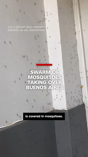 See the swarm of mosquitos taking over Buenos Aires