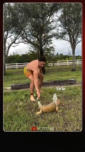 Iguana's are alien like creatures