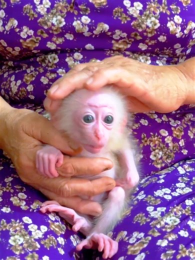 Monkeys House (@baby_monkey05)’s videos with original sound - Monkeys House