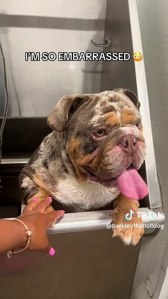 BARKLEY:YEAH I JUMPED OUT THE BATH TUB AND I WILL DO IT AGAIN! 😤 @TractorSupply #barkleythabulldog #bulldogsoftiktok #bathtimegonewrong #bathtime #dogsoftiktok