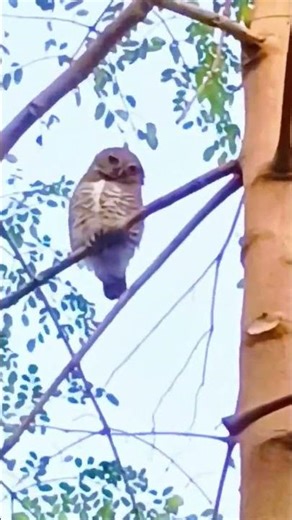 real owl🦉in tree 🌲#sound#new#birdsong#nature#short#owl#shortvideo#owls#birds#bird#viral#cute#shorts