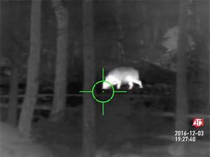 Hog Hunting with Thermal Rifle Scope ATN MARS-HD 384 4.5-18X-50