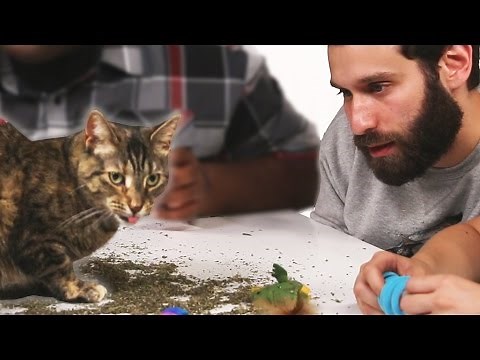Stoned People Play With Cats On Catnip