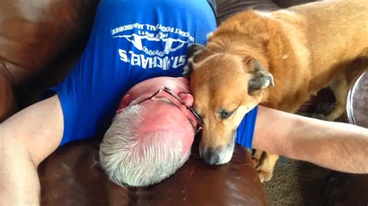 Dogs in love with their humans in moments you can't miss