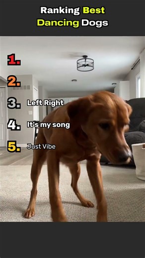 Ranking the Best Dancing Dogs #dog #dogs #pets #puppy #animals #dogshorts #dogdance #doglife