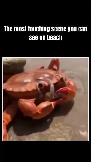 Mama Crab Protecting Babies 🦀❤️ | Amazing Parental Care