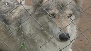 Howling Timbers wolf dogs ordered to be relocated or be euthanized by judge