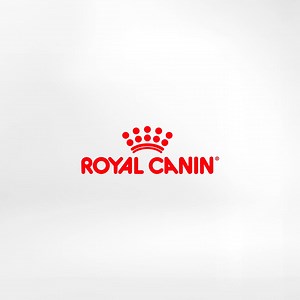 Support your dog's health with clinically proven probiotics. | Royal Canin