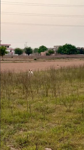 Quail hunting season / English mixed Pointer Best point #hunting