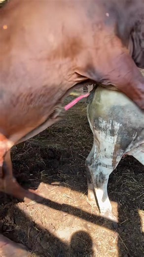 bull meeting#fyp #foryoupage #funny #fypシ゚ #fypp #anime