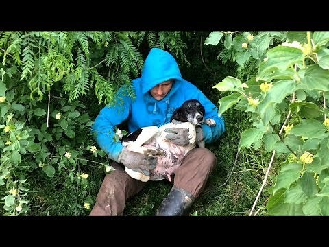 Top 5 Rescue Videos - over 20 million views