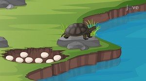 Vidéo: Test de corrélation du rang de Spearman