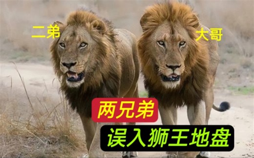 两头流浪雄狮误入狮王地盘，狮王一共有3兄弟，大战一触即发