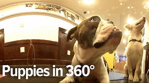 1.9M views · 10K reactions | PUPPIES IN 360°! Use your mouse or phone...