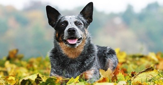 10 Types of Blue Dog Breeds