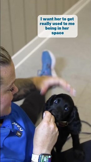 How To Get Your Puppy Comfortable With Being Handled