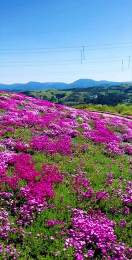 Moss Phlox: Japan's Beautiful Pink Flowers