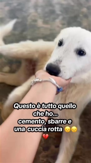 “ Questo è tutto quello che ho ! Cemento , sbarre e una vecchia cuccia . Vorrei vedere il mondo con occhi diversi , fino ad ora non posso che vedere questo . “ Forse possiamo aiutarlo trovando la famiglia giusta, così i suoi SOGNI potranno finalmente trasformarsi in REALTÀ 💔🐾 Se non puoi adottare, CONDIVIDI il suo appello! Ogni gesto di aiuto può cambiare la sua vita per sempre 🍀 Grazie ❤️ 🐾 Gianni ha 5 mesi, futura taglia medio abbondante. 💉Si affida vaccinato, sverminato, microchippato. �
