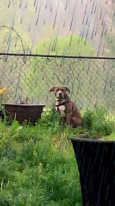 "ugly" dog tossed out into the rain, until this happened... | Rocky Kanaka