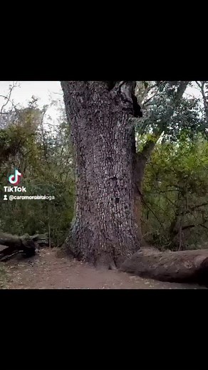 Caro Moro | Los quebrachos son árboles característicos de la ecorregión del Gran Chaco, que abarca varias provincias de Argentina y países limítrofes.... | Instagram