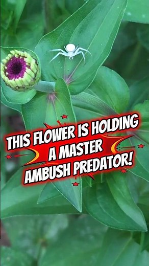 Flower Crab Spider's Incredible Ambush Hunt! 🕷️🌼 Friend or Foe to the Garden???
