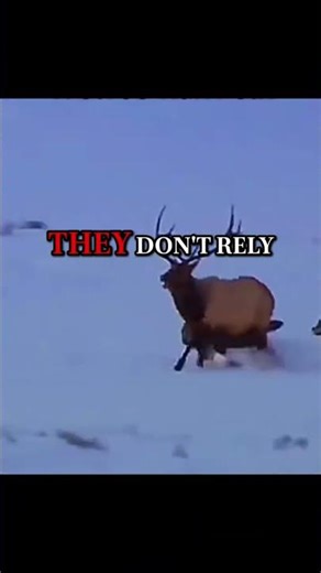 Wolf Pack Tactics 😱 Masterful Team Hunting Strategies Revealed