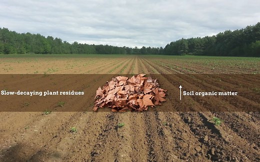 Nature Geoscience | 凋落物质量损失通过生物化学和物理途径形成土壤有机质