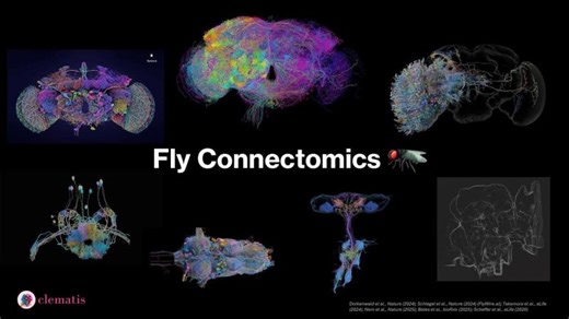 Workshop 3: From Flies to Humans: Unlocking the Brain Through Connectomics | Clematis Research Empowerment Hub