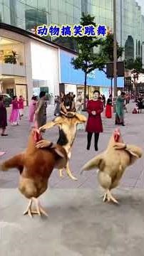 Animals dance so funny that they become sperms. Watch it and laugh over and over again.