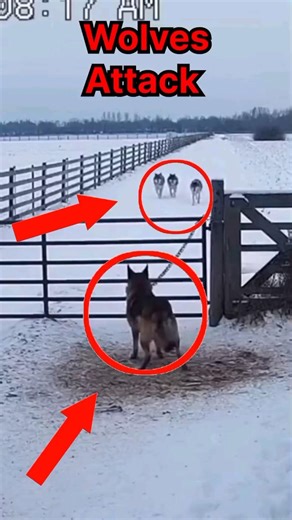 Guard Dog Heroically Fights Off Wolves | Real Footage 🐕❄️" #cctv