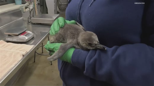 Penguin chicks hatch at the Oregon Zoo