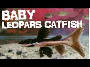 MENGENAL BABY LEOPARD CATFISH
