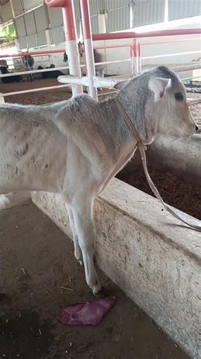 Treatment of diarrhea in cow calf #cow #animals