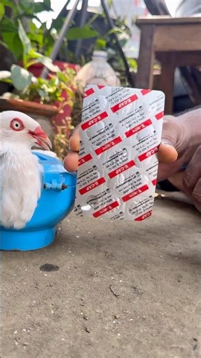 Vitamin E Capsule for Pigeons | E-Cap 400 IU Benefits & Usage #PigeonCare #VitaminE #BirdSupplement