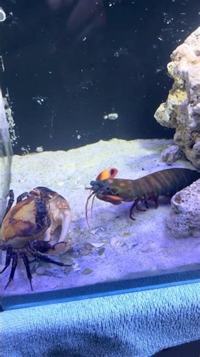 So beautiful Mantis Shrimp appeared to Attack Crab - In the Saltwater