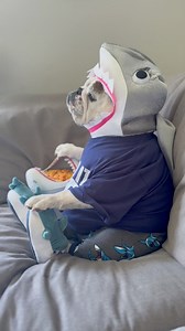 Shark Week summary.... Nailed It ...🦈👊🏻 Until next year #sharkweek 🙌🏻🦈 Happy Sunday everyone! 🦈💦🩵...#eggnog #eggnogthebulldog #asmreating #asmrsounds #dogmemes #dogreels #dogsofig #dogsofinstagram #englishbulldogs #weeklyfluff #woofwoof #dog #dogs #shark #babyshark #discoverychannel | Eggnogthebulldog