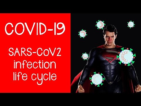 COVID-19: The Coronavirus, SARS-CoV-2; virus anatomy, life cycle, replication