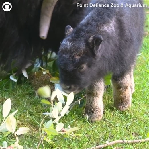 AW: A baby muskox was seen darting across her habitat and investigating branches alongside her mom Charlotte at the Point Defiance Zoo & Aquarium in Washington on Wednesday (9/13). The zoo said the female calf is healthy and likes to explore the area around her. Muskoxen is an ancient species that graze the tundra of Alaska, Greenland, and northern Canada, with around 80,000 currently in the wild, according to the zoo. | CBS Newspath