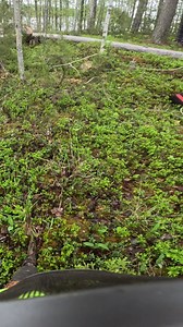 90K views · 382 reactions | TREE FALLING ASMR #forestry #treeremoval #finnishlumberjack #asmr | Finnish Lumberjack | Facebook