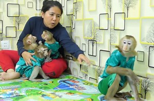 Really jealous monkey Vola sad didn't back when Mom calling to join all | Monkey Kevin