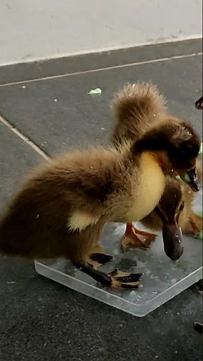 LUCU VIDEO ANAK BEBEK MAKAN 😂