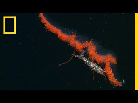 See Secret Eating Habits of Deep-Sea Dwellers | National Geographic