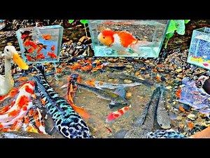 Catching Cute Ornamental Baby Crabs In Tiny Pond, Neon Fish, Ornamental Fish, Goldfish, BettaFish123