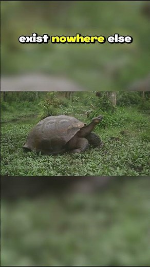 Top Ten Endemic Species of the Galápagos Archipelago: Intro