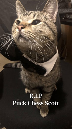 Remembering Puck: A Tribute to a Beloved Cat