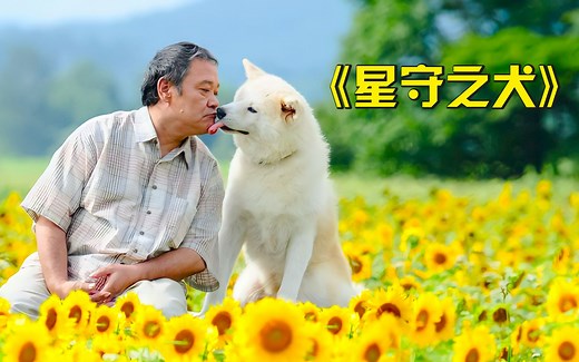 高分催泪温情电影，狗狗每天给主人带吃的，不知主人已经死了半年
