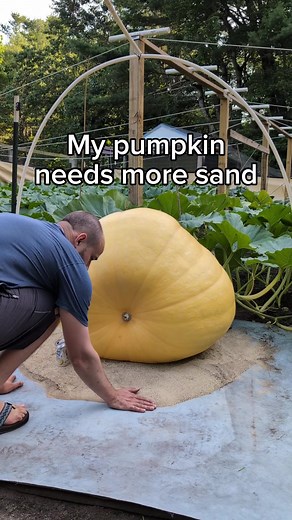 Growing Giant Pumpkins: A Gardening Journey 🌱🎃