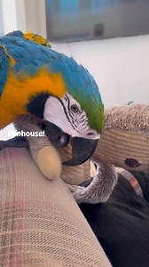 ————————————— Welcome to the Buddy and Ruby show! We’ll be sharing the daily antics of this pair here Please support us by liking and sharing our page! #thebuddyandrubyshow #buddythemacaw #rubythecockerspaniel #blueandgoldmacaw #goldcockerspaniel #biteycreatures #chaos | The Buddy & Ruby Show