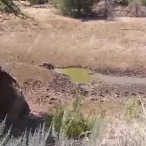 Vida Animal on Reels