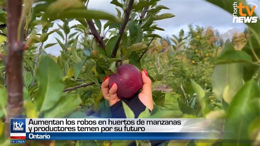 🍎🚨 Aumentan los robos en huertos de manzanas de Ontario y productores temen por su futuro 🌳😔 #Ontario #Robos #Huertos #Manzanas #Agricultura #Productores #Inseguridad #CrimenRural #Pérdidas #Preocupación #Campo #Alerta #Protección #ComunidadAgrícola #FuturoIncierto #Canadá #EconomíaLocal #Sostenibilidad #Denuncia #Soluciones 🚜💔 | North Tv Televisión